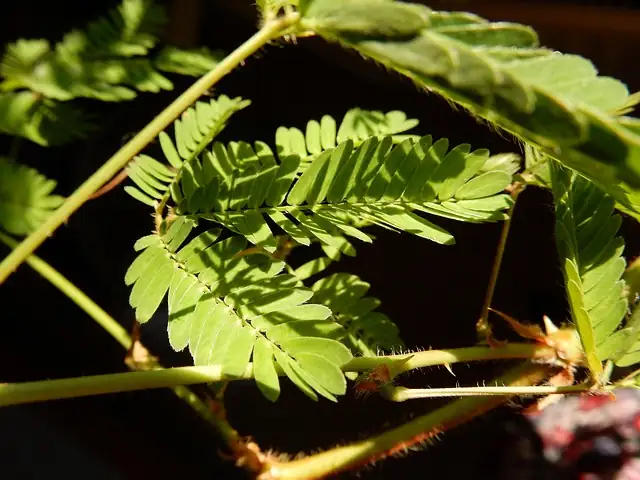 Mimosa pudica in sunny windowsill