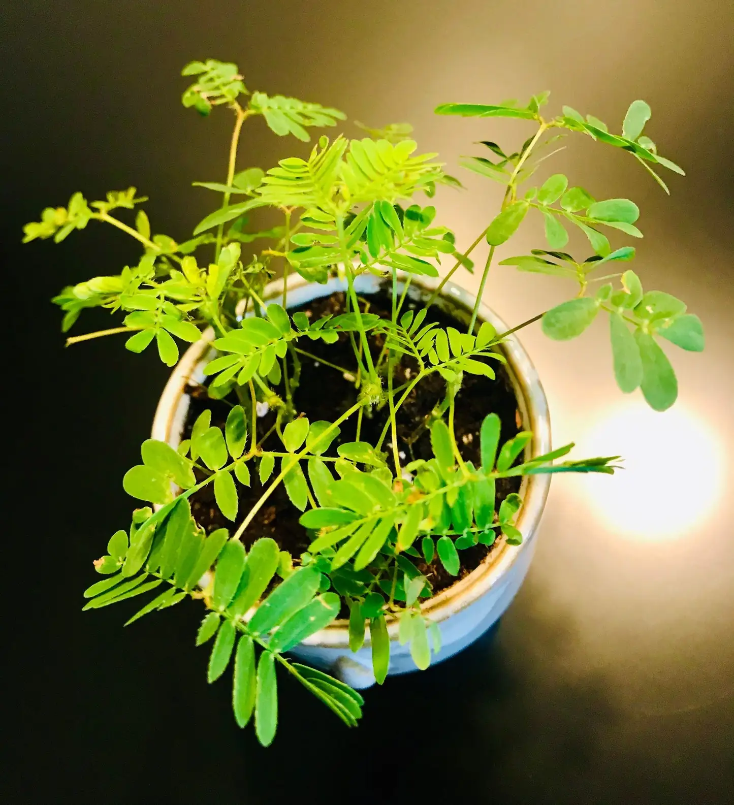 Mimosa pudica in decorative pot