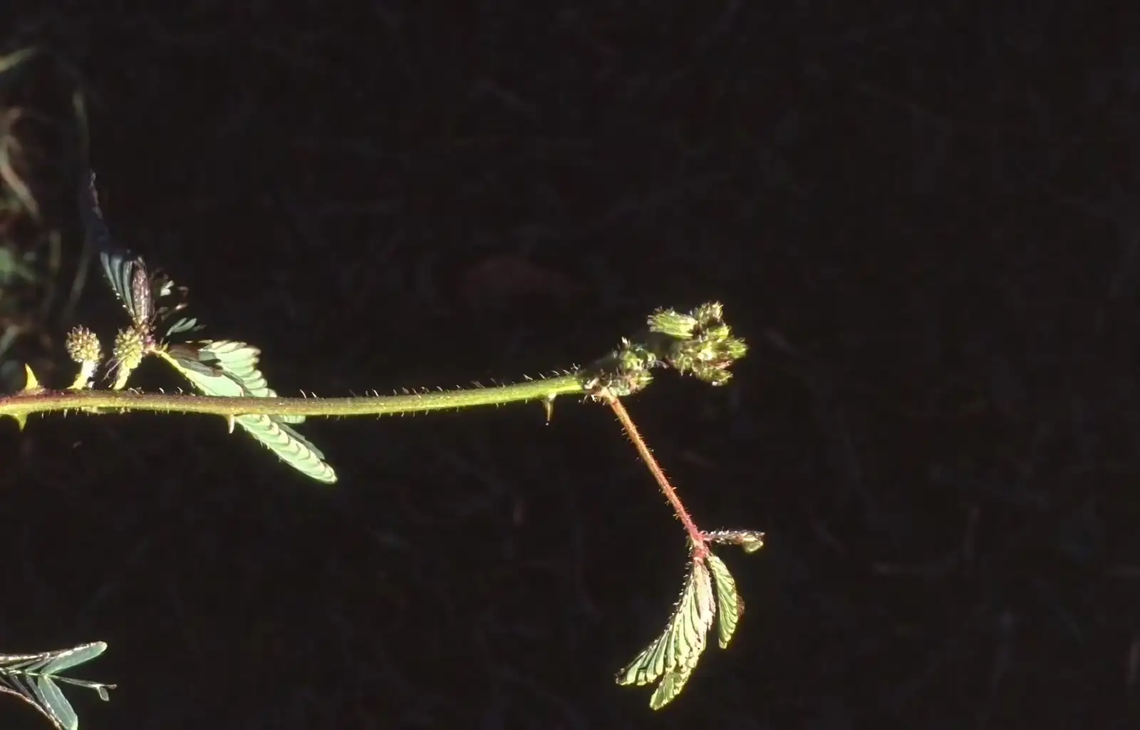 Propagation Pro: How to Grow Your Own Mimosa pudica from Seeds and Cuttings