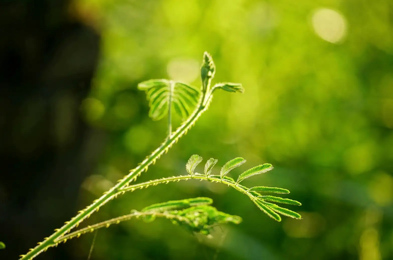 Mimosa pudica seedling sunlight