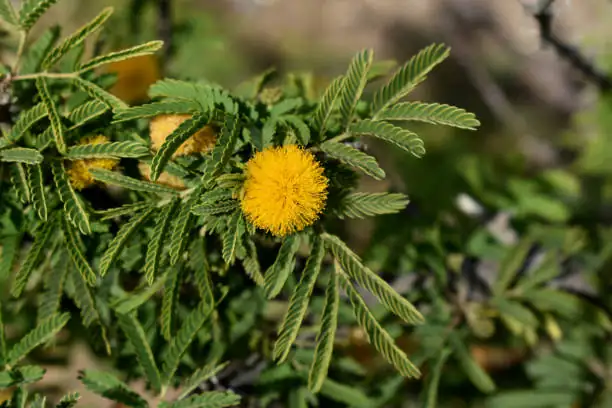Mimosa pudica cutting preparation