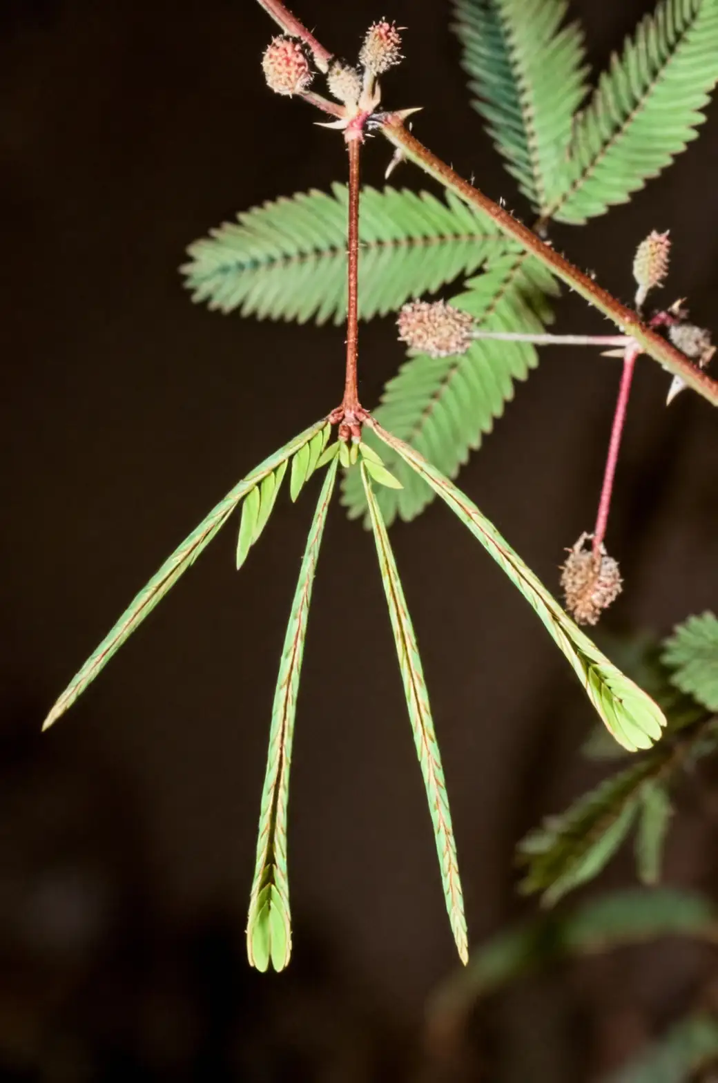Companion Planting with Mimosa pudica: Building a Thriving Plant Community