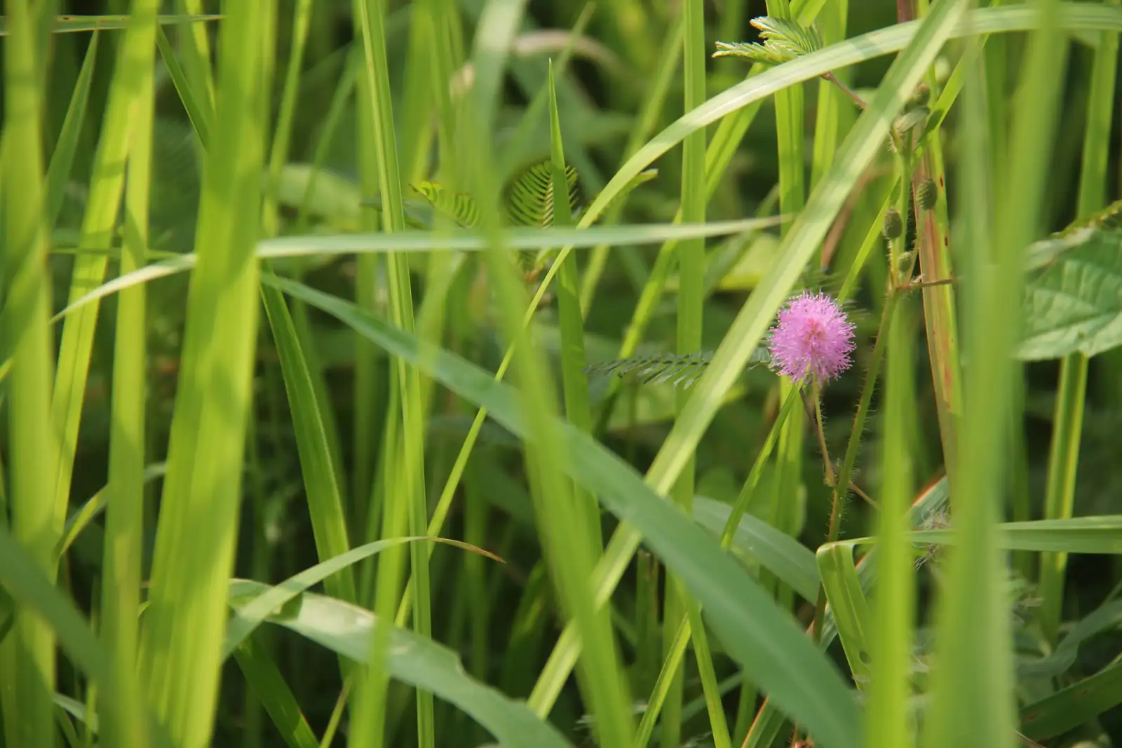 Mimosa pudica in garden setting