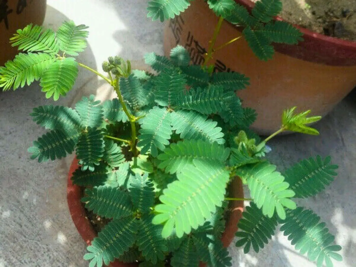 Mimosa pudica with companion plants