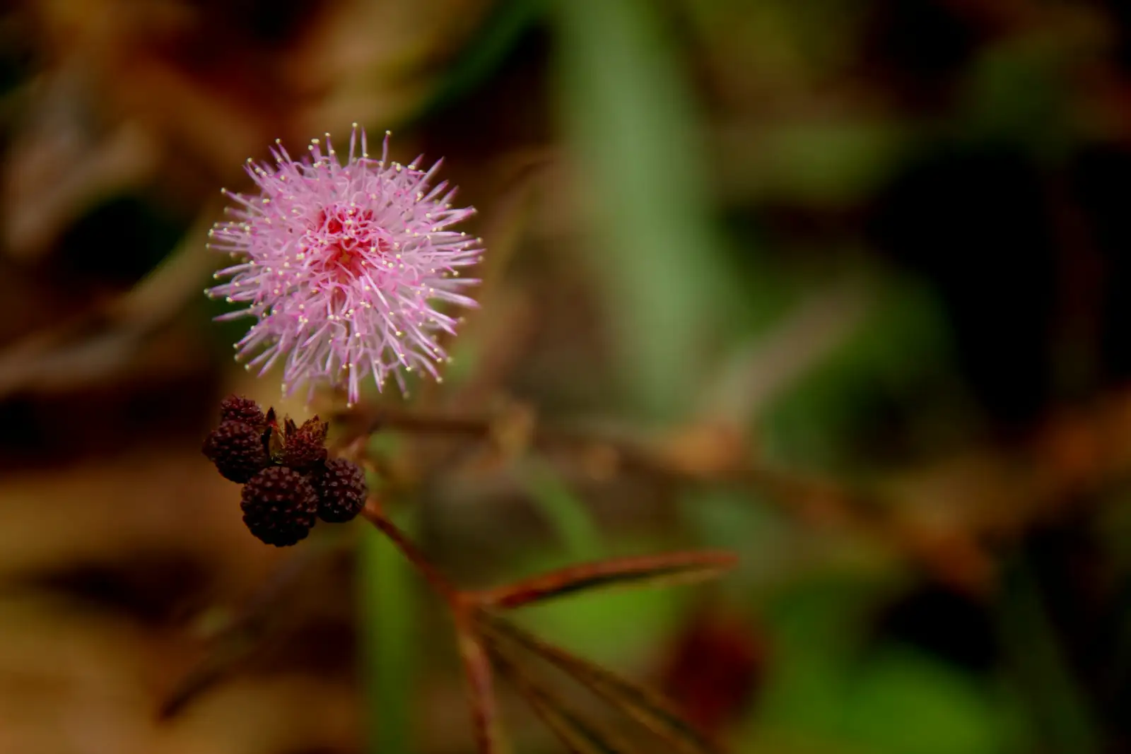 Mimosa pudica pink flowers close-up