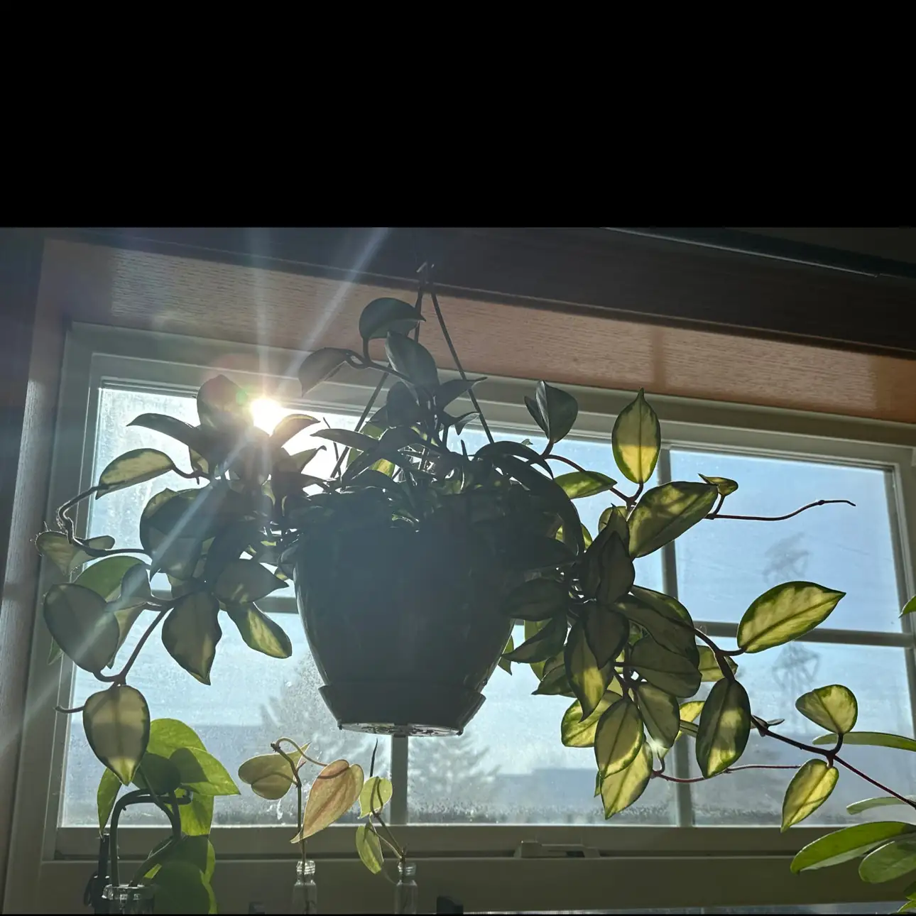 Mastering Hoya Care: Secrets to Thriving Wax Plants