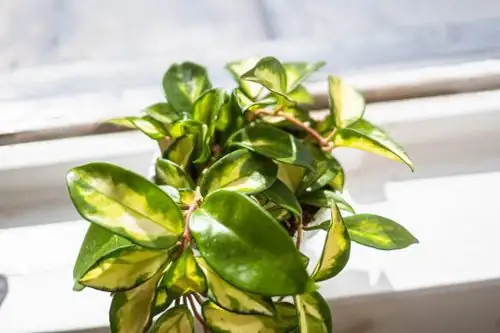 watering hoya carnosa plant