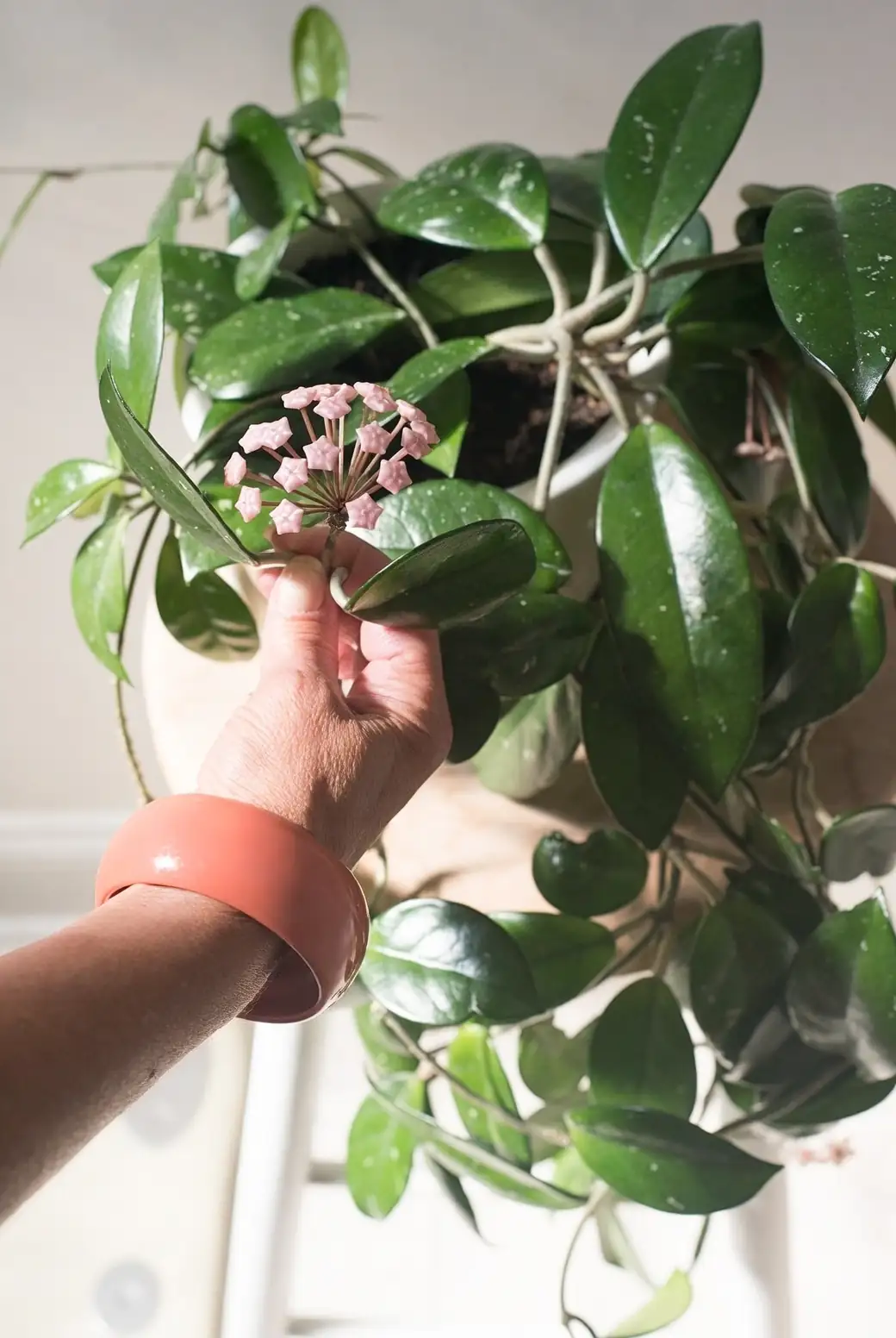 hoya carnosa in warm indoor setting