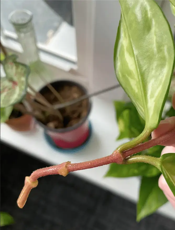 pruning hoya carnosa plant