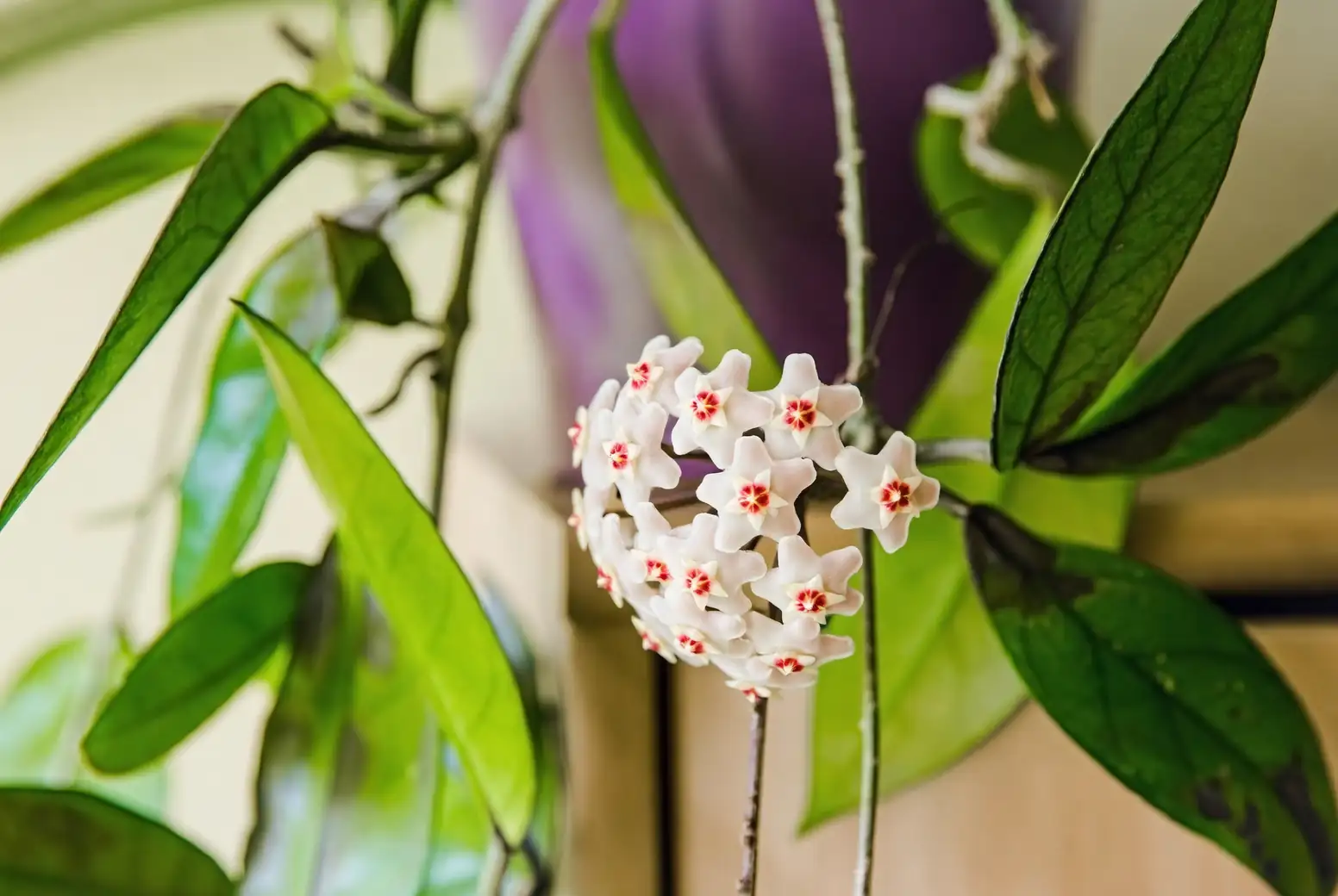 Troubleshooting Terrors: How to Tackle Pesky Pests on Your Hoya