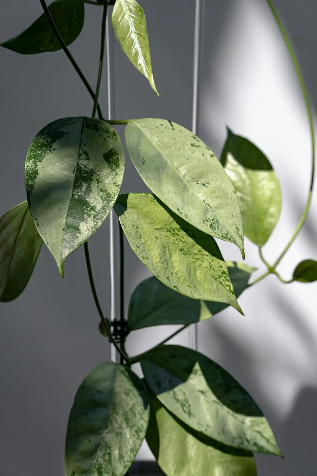 mealybugs on hoya leaves