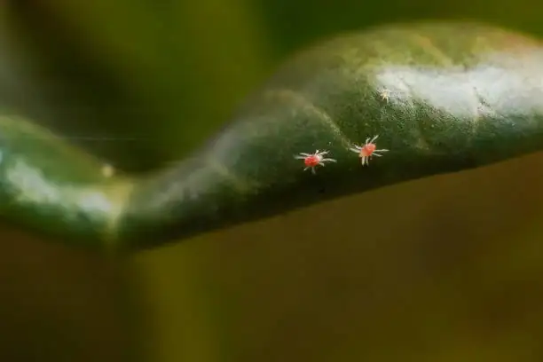 spider mites on hoya plant
