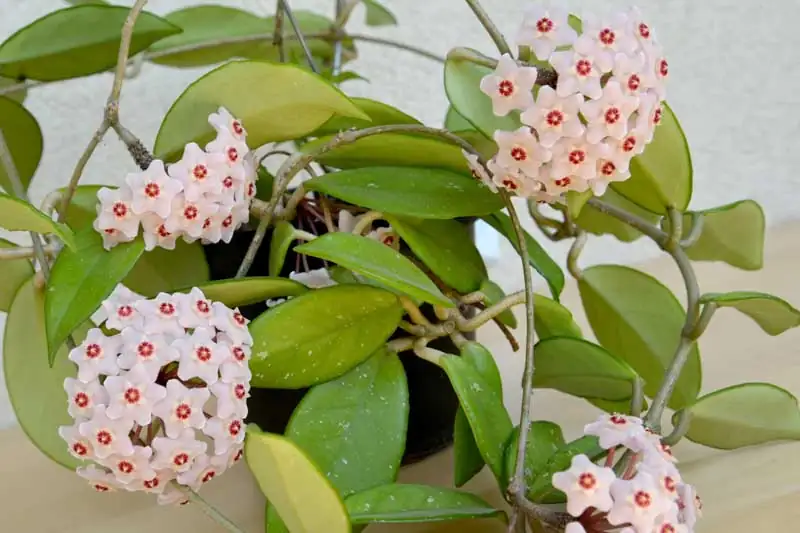 From the Forests of Asia: The Fascinating Journey of the Wax Plant