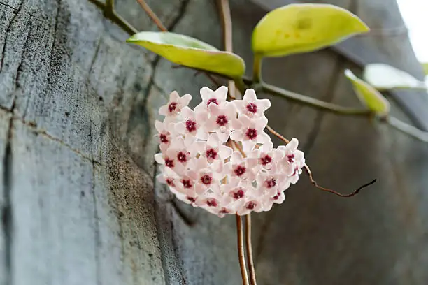 Hoya carnosa on tree trunk