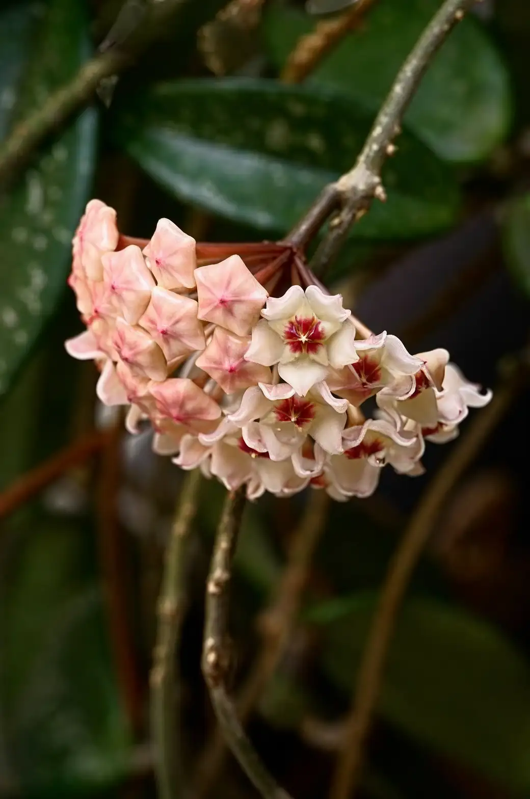 Hoya carnosa in Victorian glasshouse
