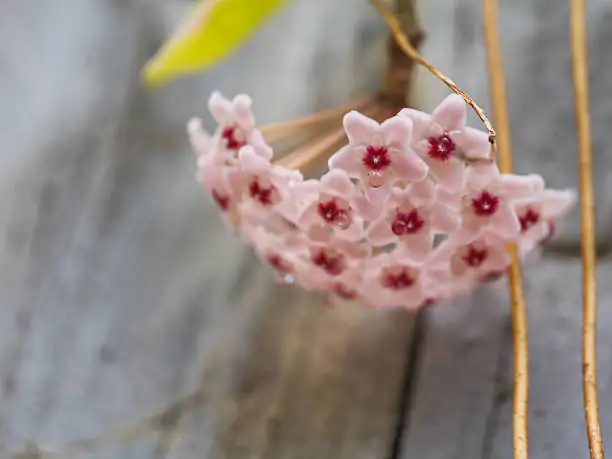 Hoya carnosa care indoor setup
