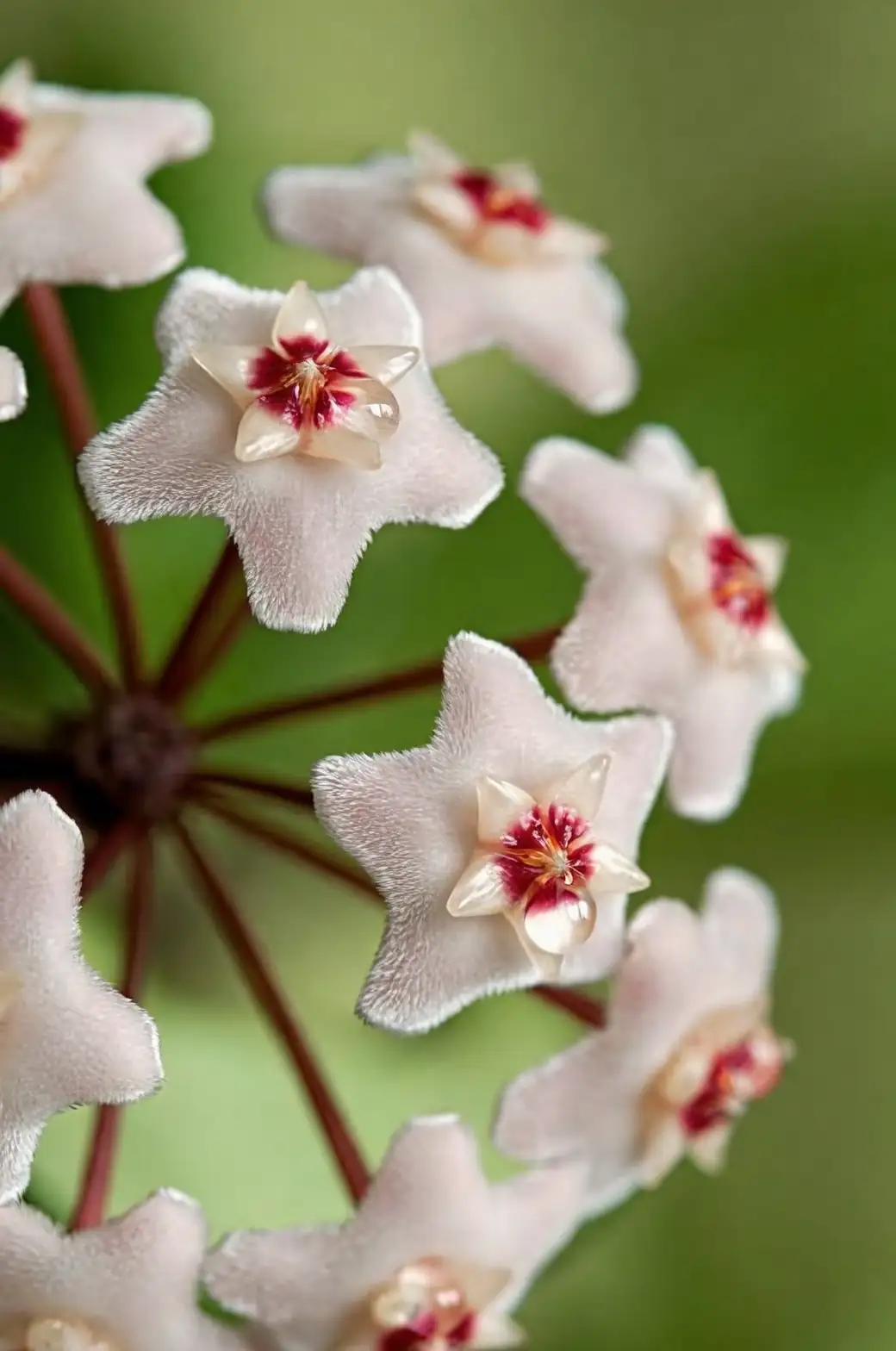 hoya carnosa umbel cluster