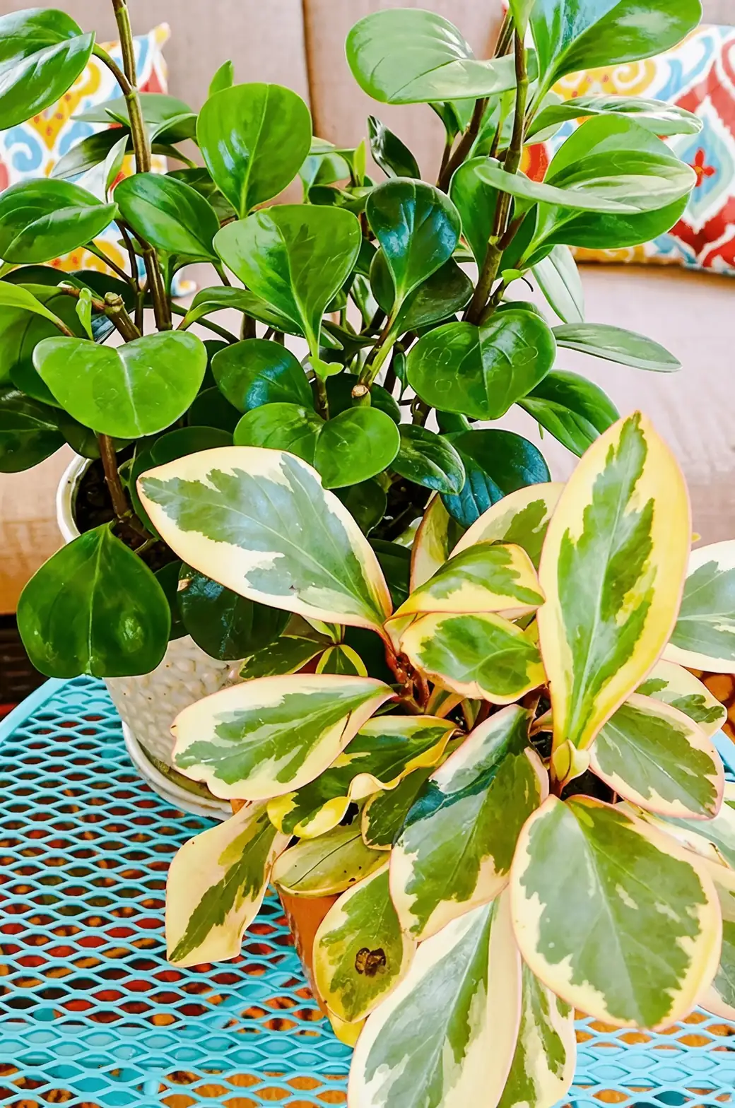 hoya carnosa care routine setup
