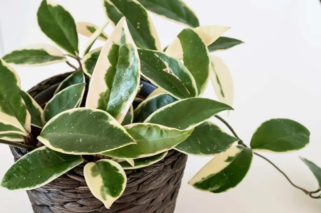 Symbolism in Bloom: The Enduring Affection of the Wax Plant
