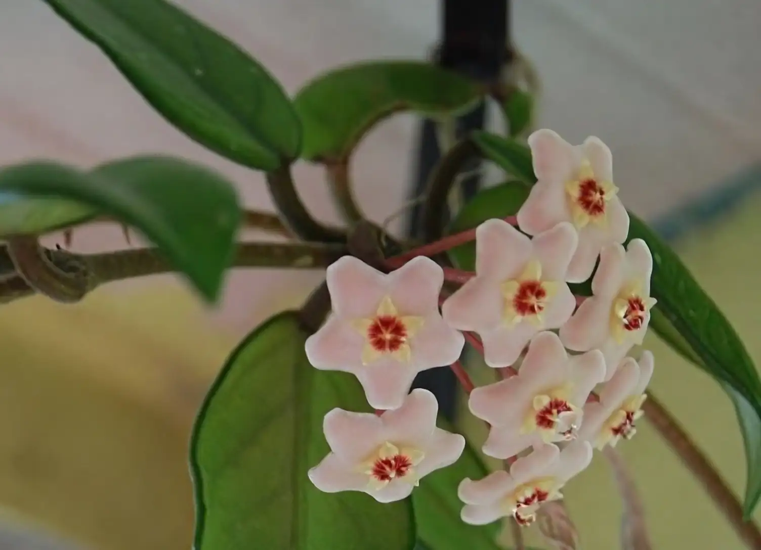hoya carnosa flowering vine indoors