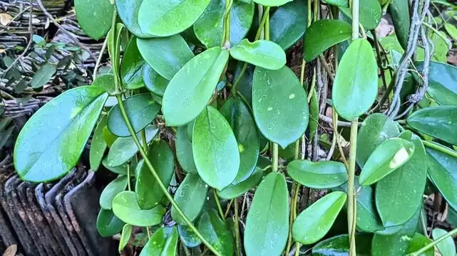 Elevate Your Space: Designing Interiors with Hoya Carnosa