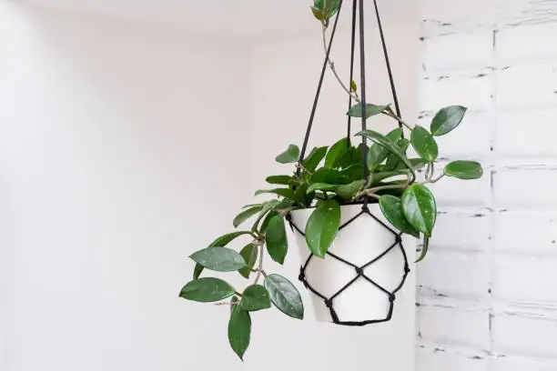 hoya carnosa hanging basket