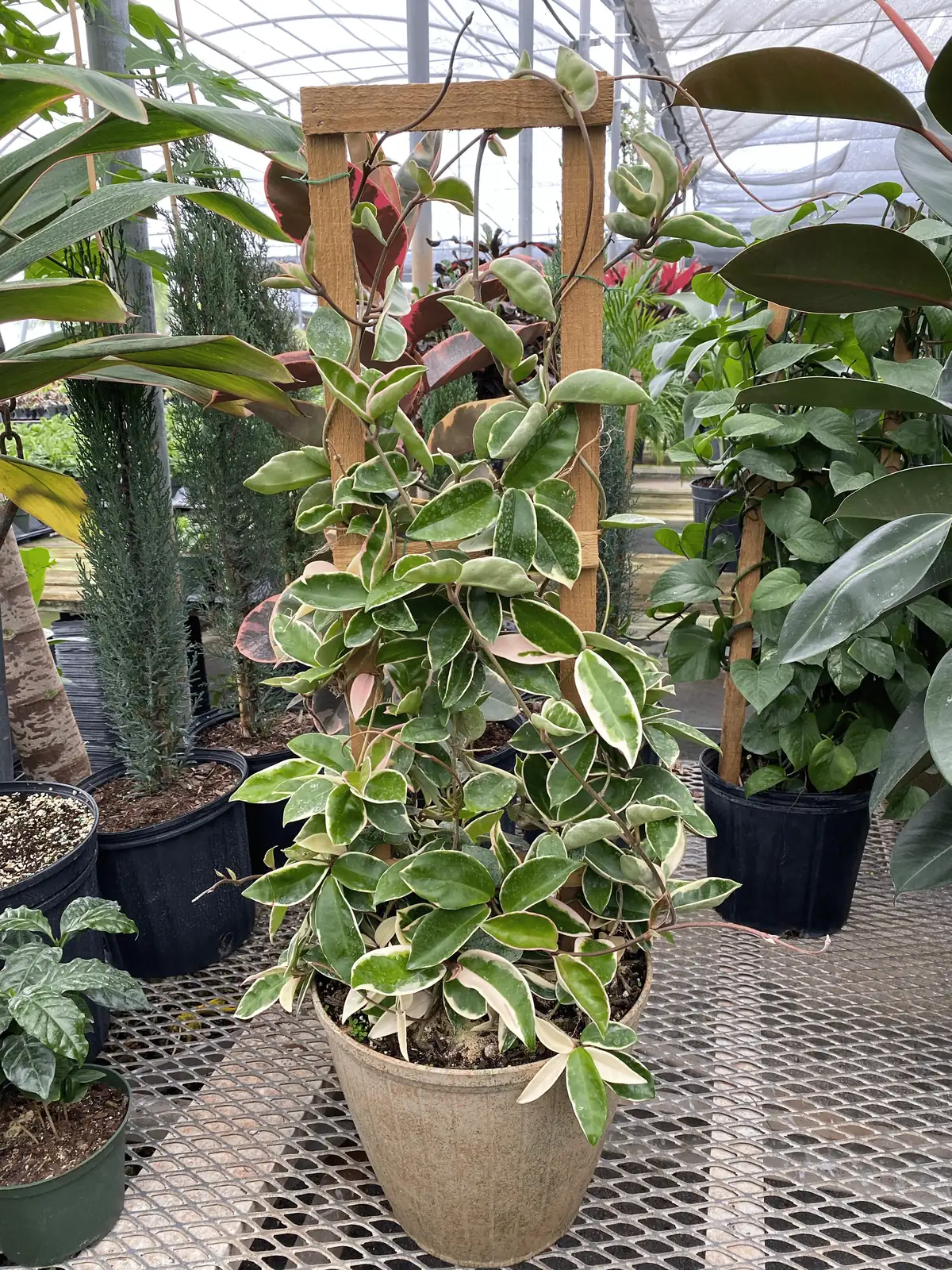 hoya carnosa trellis indoor