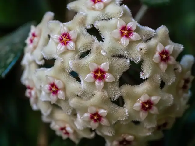 Propagation Masterclass: Growing Your Own Hoya Collection