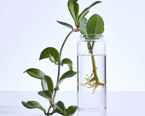 Hoya carnosa stem cutting in water