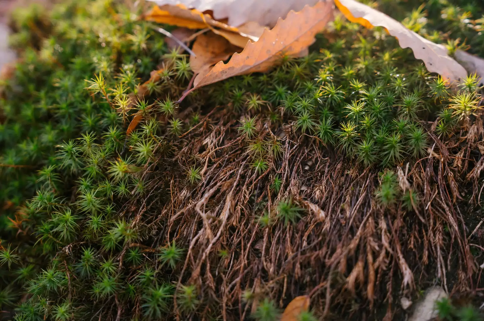 Hoya carnosa layering with moss