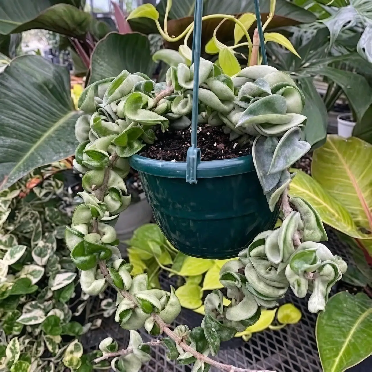 Perfect Partners: Companion Plants for Your Beloved Wax Plant