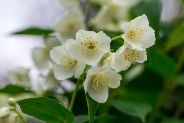 Jasmine flowers close-up