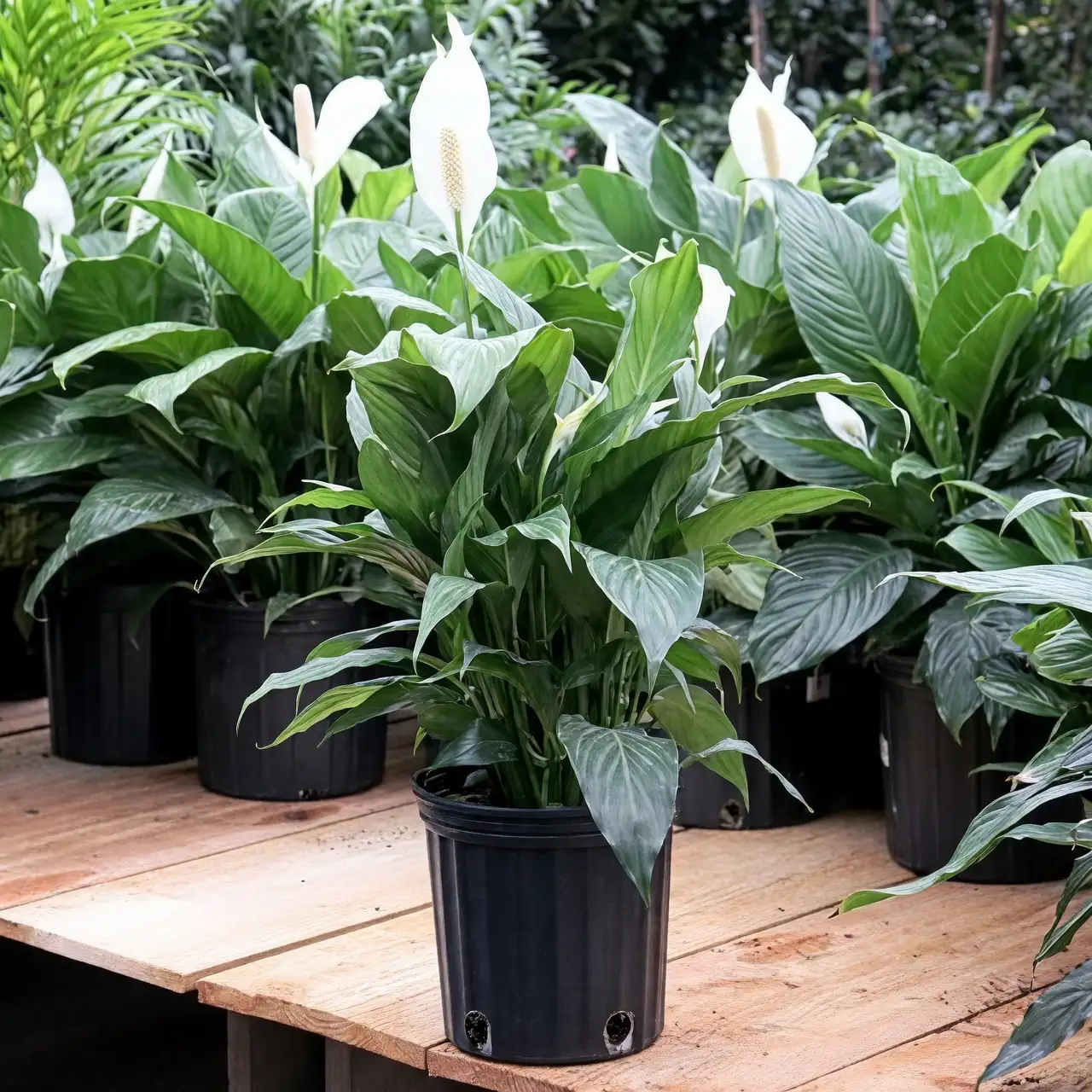 peace lily nasa clean air study