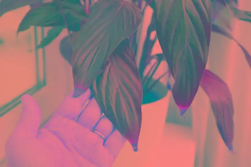 Did You Know? Quirky Facts About the Expressive Peace Lily