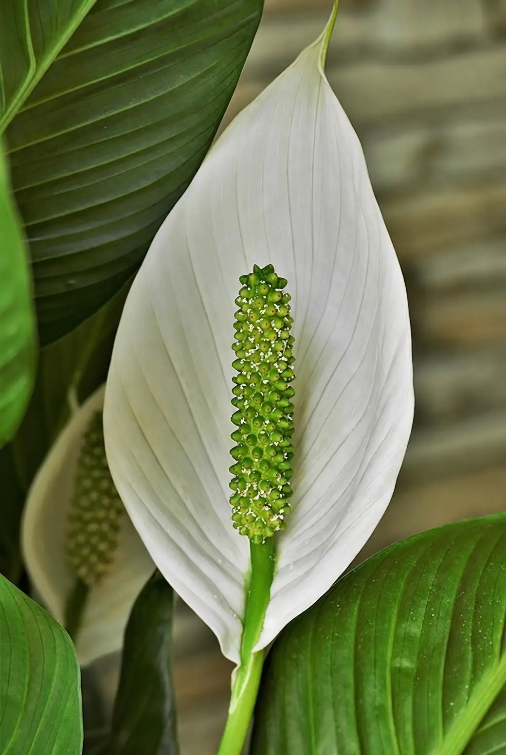 peace lily drooping and perking up