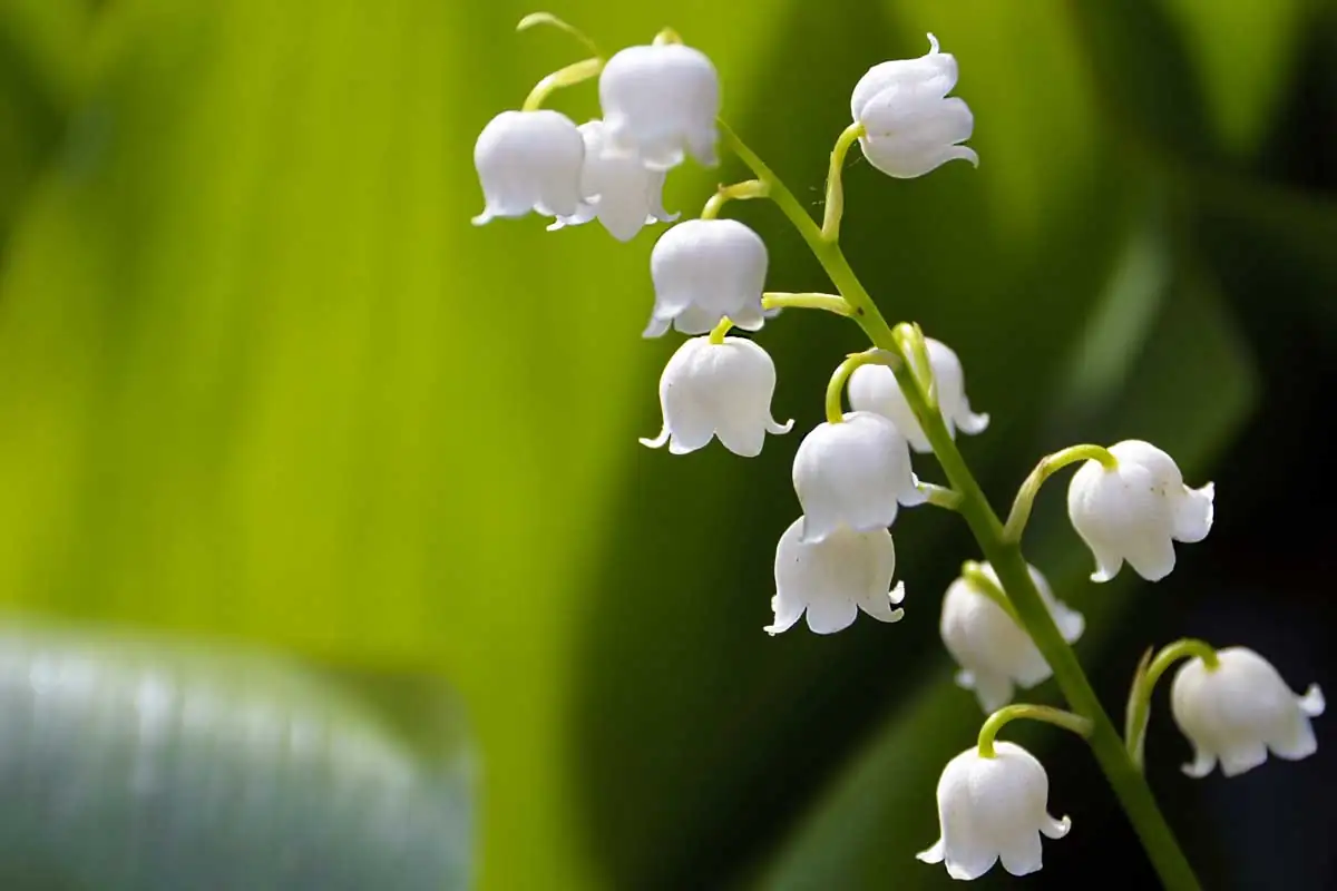 Keeping Your Lily of the Valley Fresh: Essential Care Tips for Brilliant Blooms