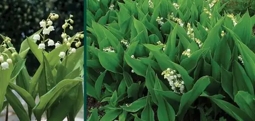 lily of the valley garden shade