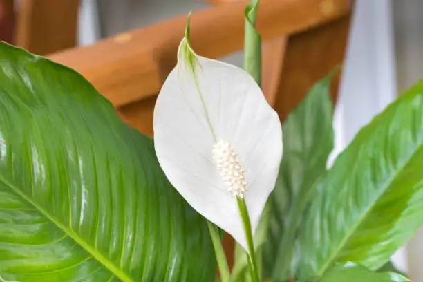 peace lily spathe and spadix close-up