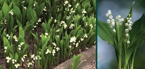 lily of the valley garden maintenance