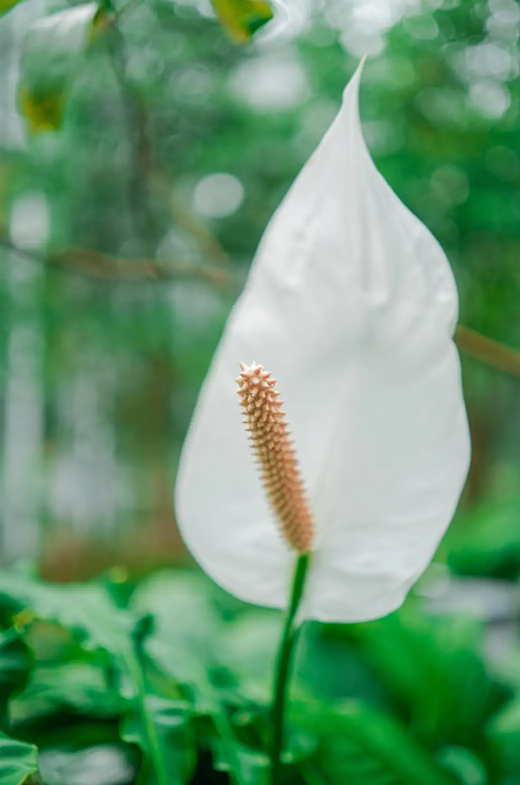 Unlocking the Symbolism of Peace Lilies: Tranquility, Purity, and More