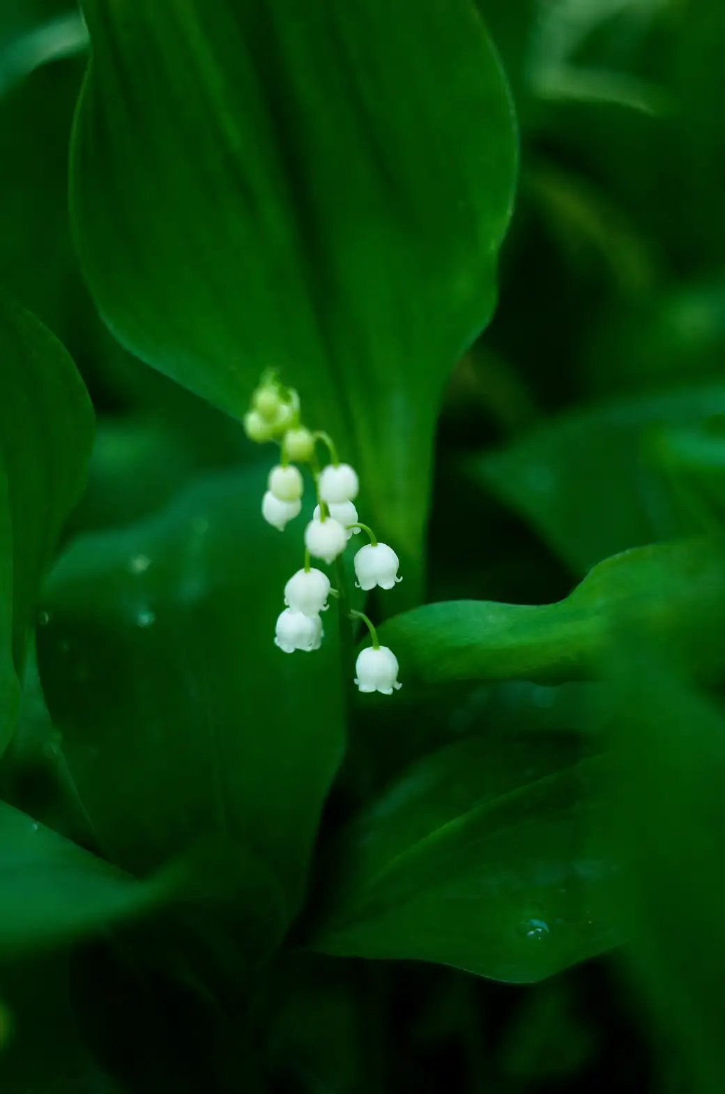From Enchanted Woodlands to Your Backyard: The Fascinating History of Lily of the Valley