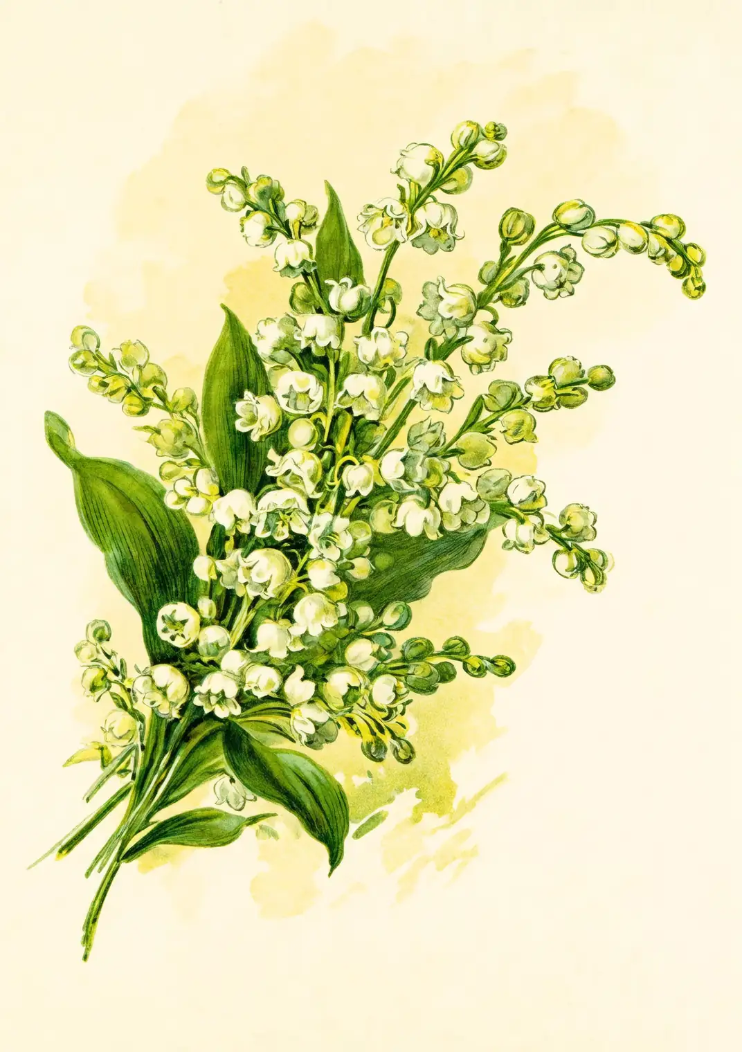 lily of the valley historical illustration