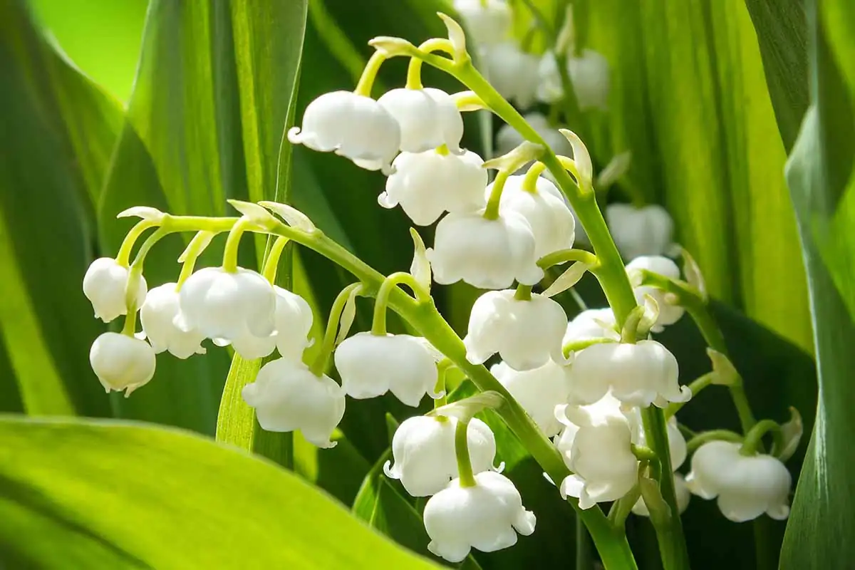 lily of the valley close-up toxicity warning