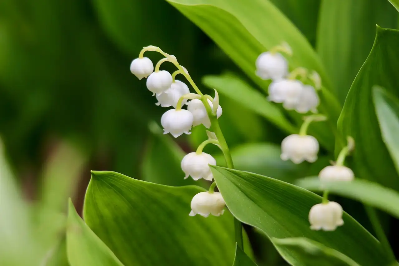 Sweet Scents and Secret Traits: Discover the Quirky Side of Lily of the Valley