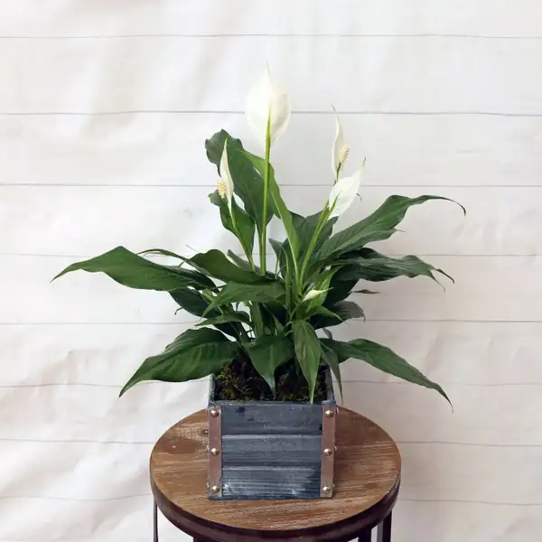 peace lily in wedding decor