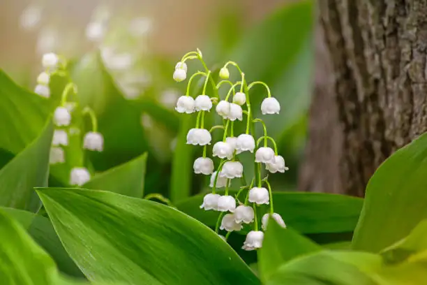 lily of the valley in woodland setting