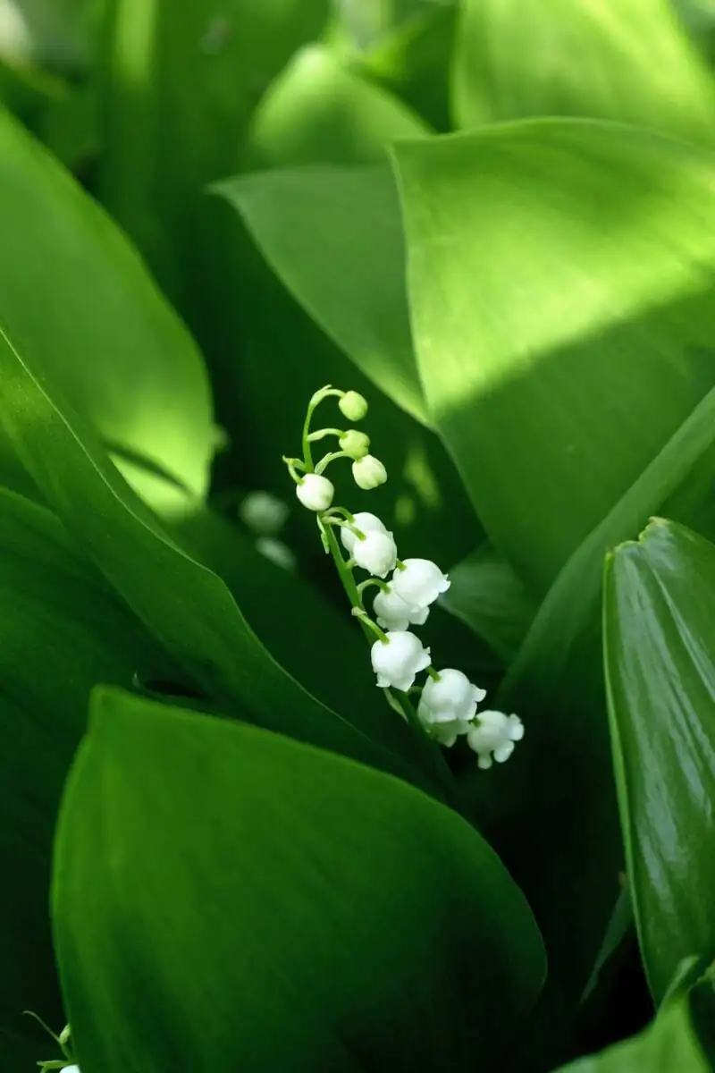 The Return of Happiness: Unveiling the Cultural Symbolism of Lily of the Valley