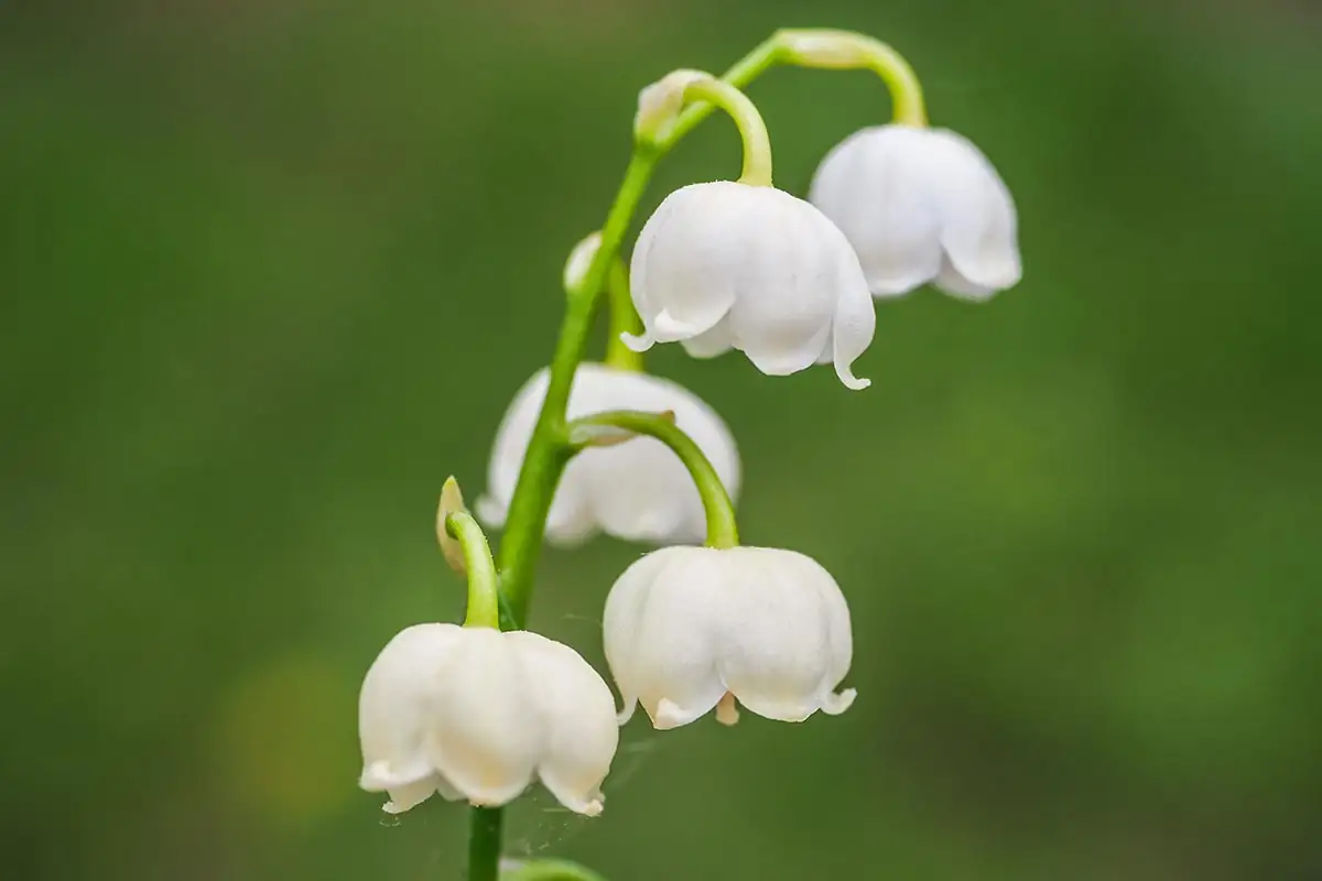 Lily of the Valley close-up blooms