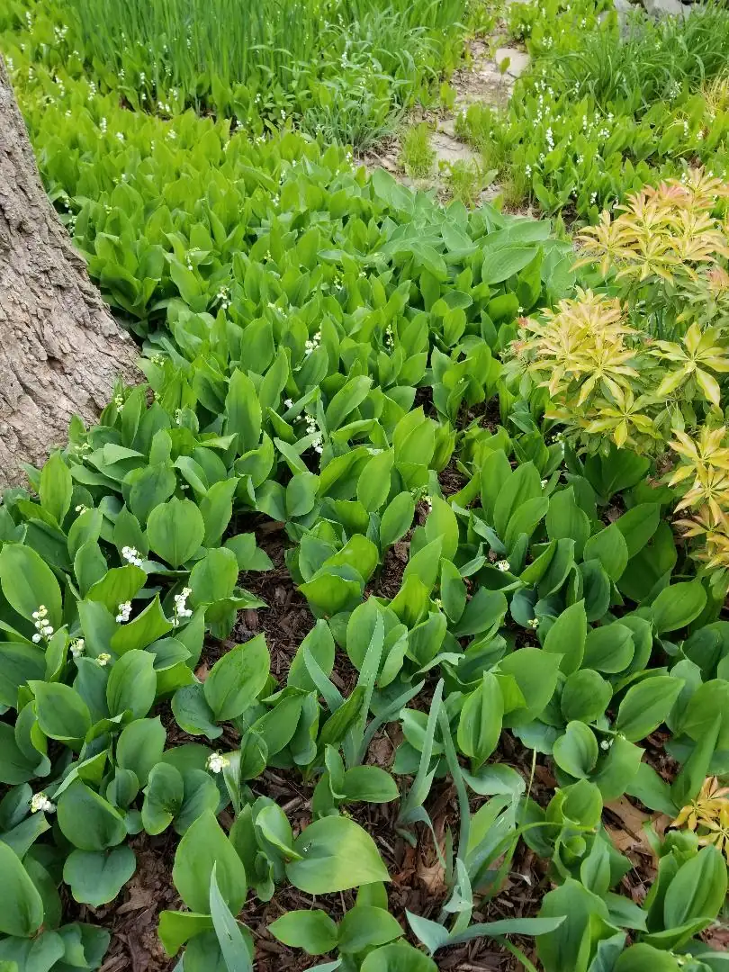 Lily of the Valley garden spread