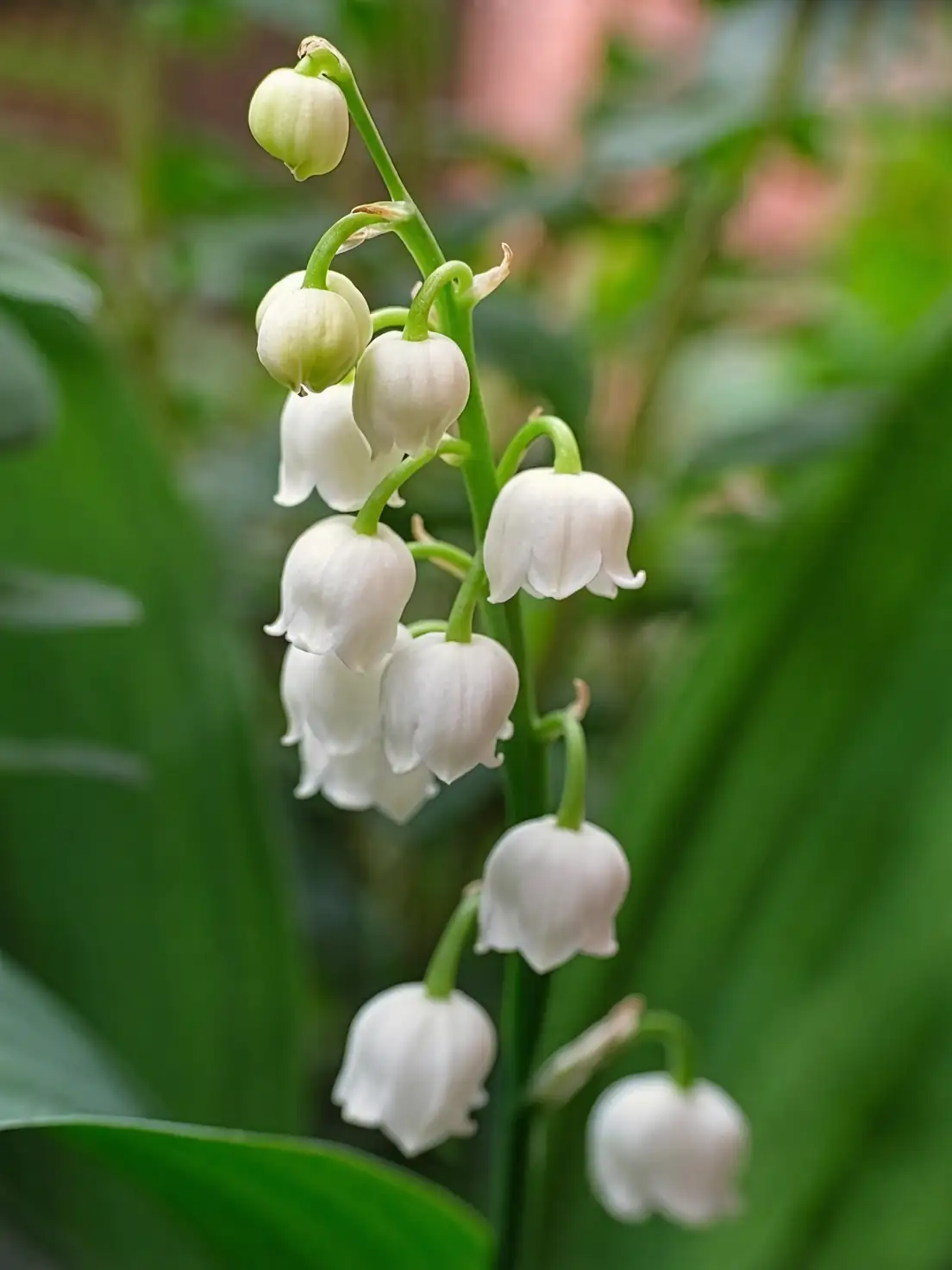 lily of the valley bouquet vase